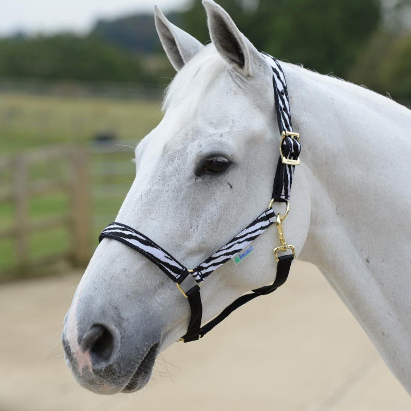 Bucas Halster Dublin