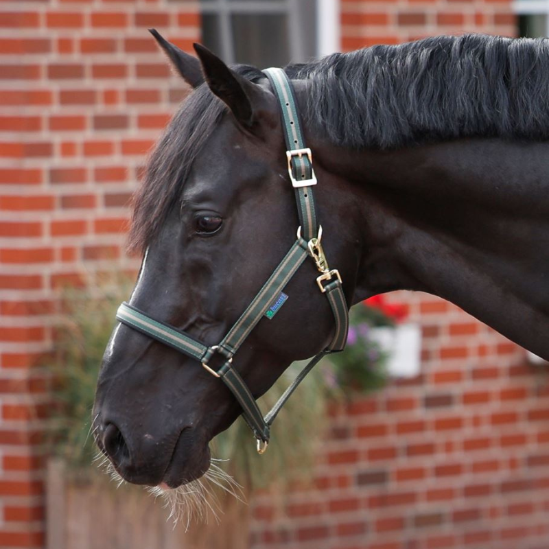 Bucas Halster Dublin