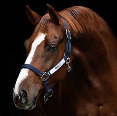 Horseware Field Safe Halster
