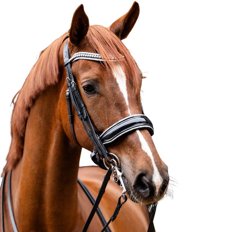 Showtime Stang & Trens Hoofdstel One In A Million